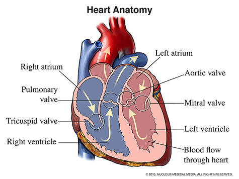 Simple Heart Diagram Valves Valves Heart Valve Disease